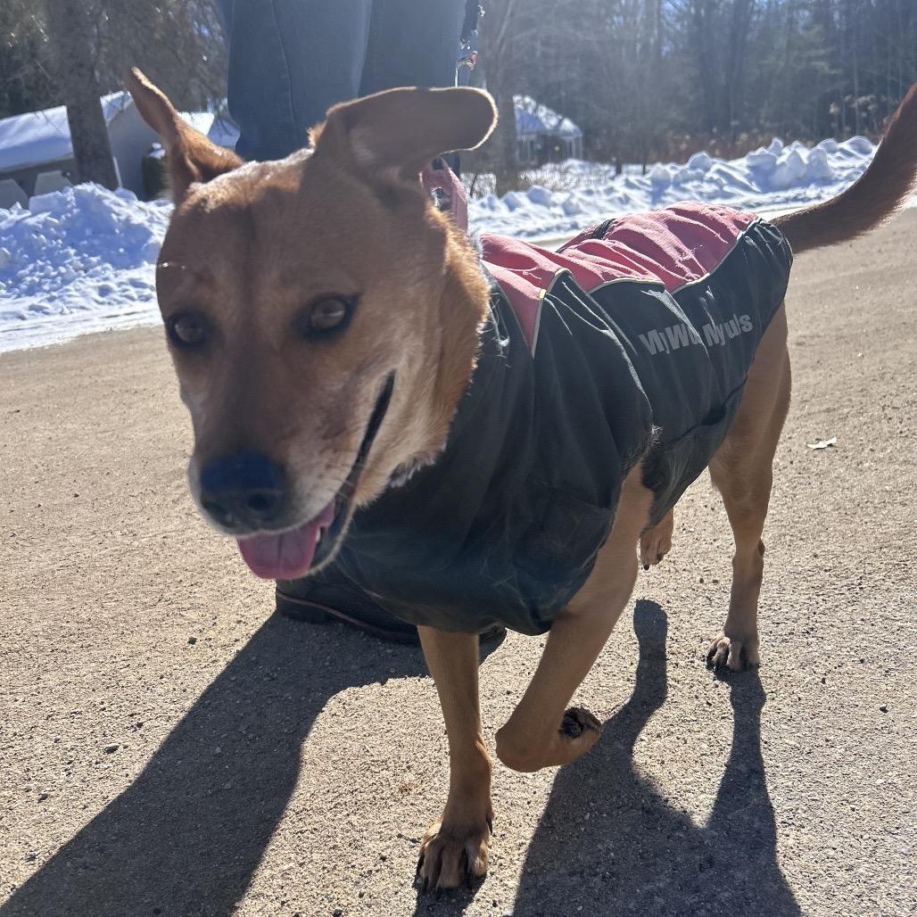 Enlarge Matilde, a Adoptable Mixed Breed in Oxford, ME image 5/6