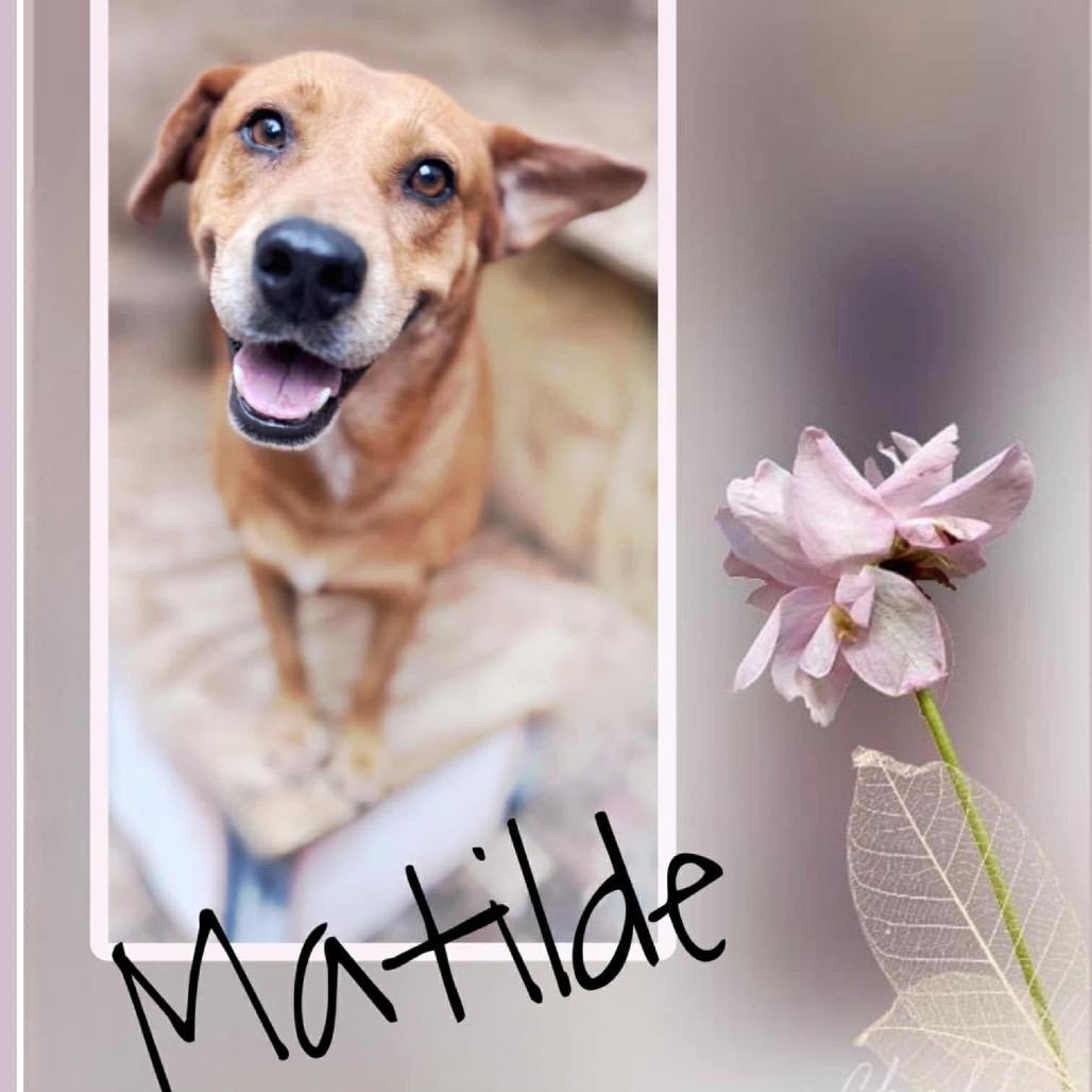 Matilde, a Adoptable Mixed Breed in Oxford, ME image 3/4