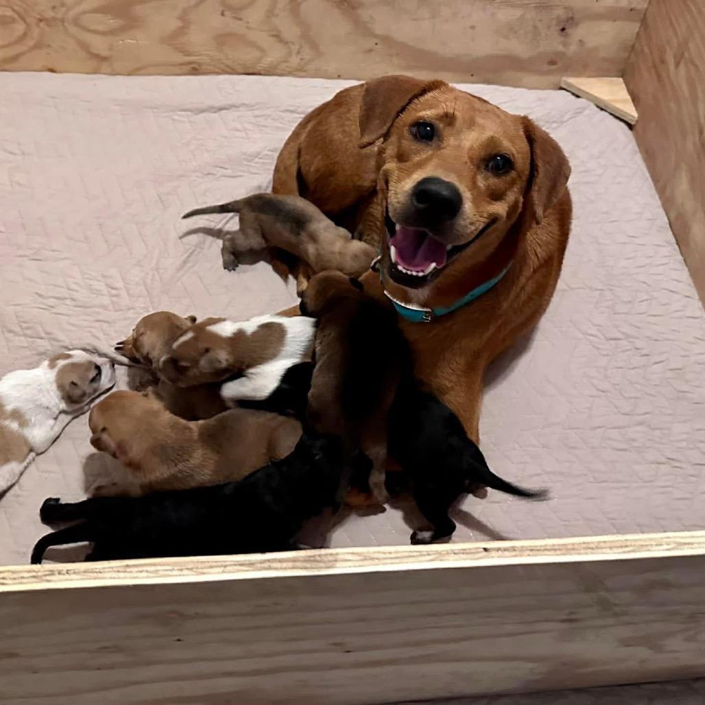 Matilde, a Adoptable Mixed Breed in Oxford, ME image 4/4