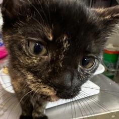 Enlarge Peony, a Adoptable Domestic Short Hair in Grinnell, IA image 1/3