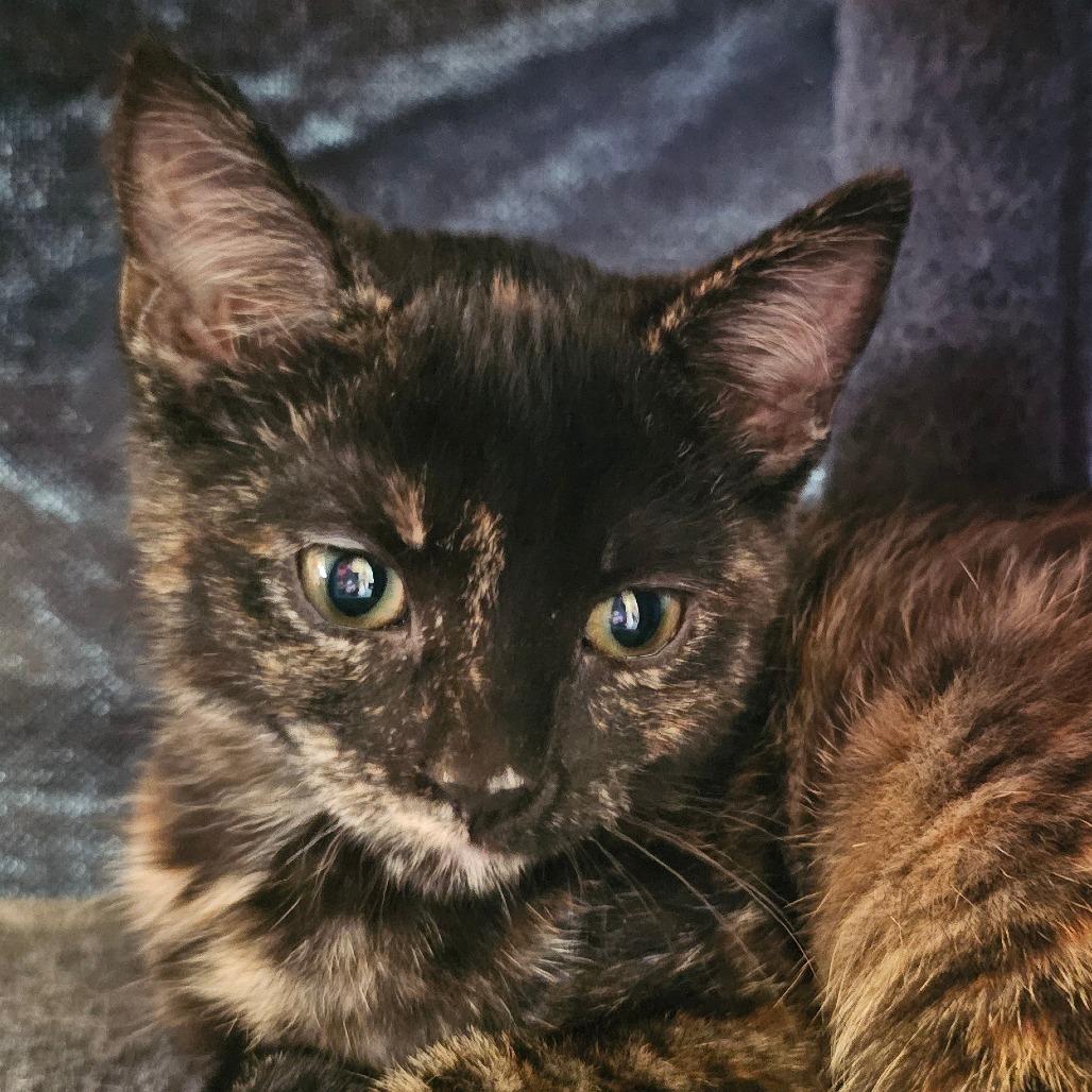 Enlarge Peony, a Adoptable Domestic Short Hair in Grinnell, IA image 2/3