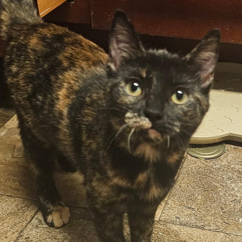 Enlarge Peony, a Adoptable Domestic Short Hair in Grinnell, IA image 3/3