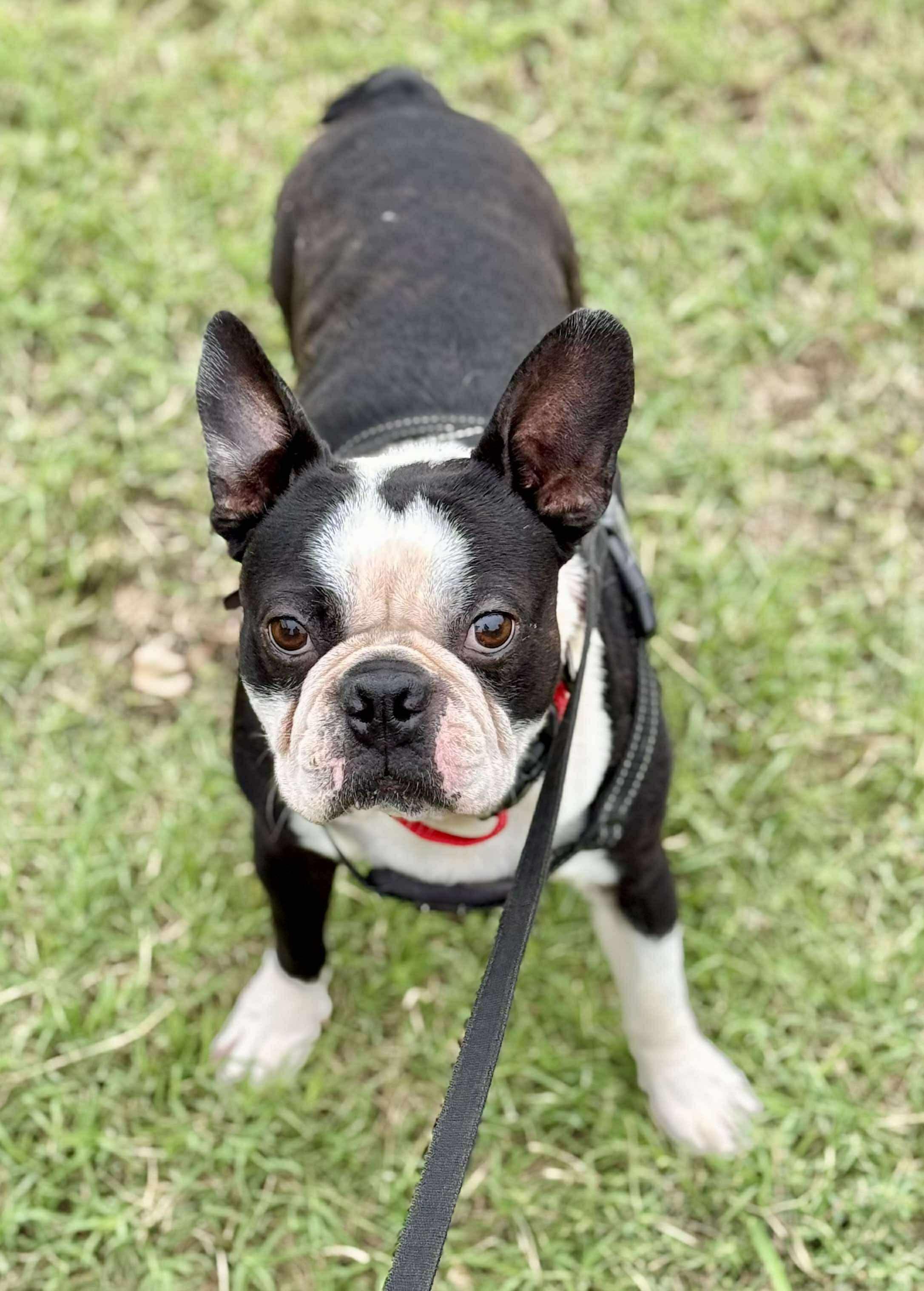 Enlarge Simon, a Adoptable Boston Terrier in Muskogee, OK image 2/3