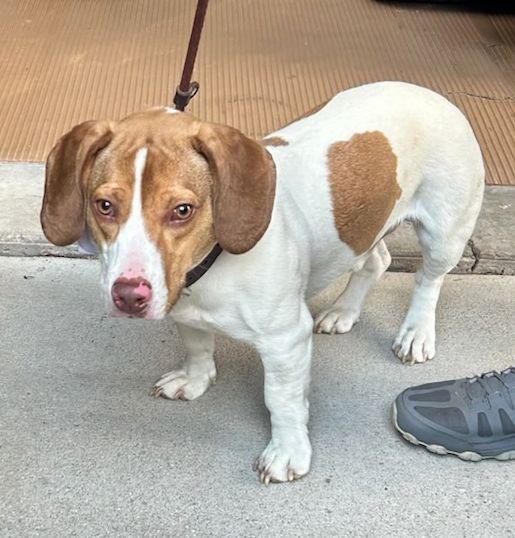 Enlarge ROSCOE (ohiosdrescue@gmail.com), a ADOPTABLE mixed breed in Rossford, OH image 4/4