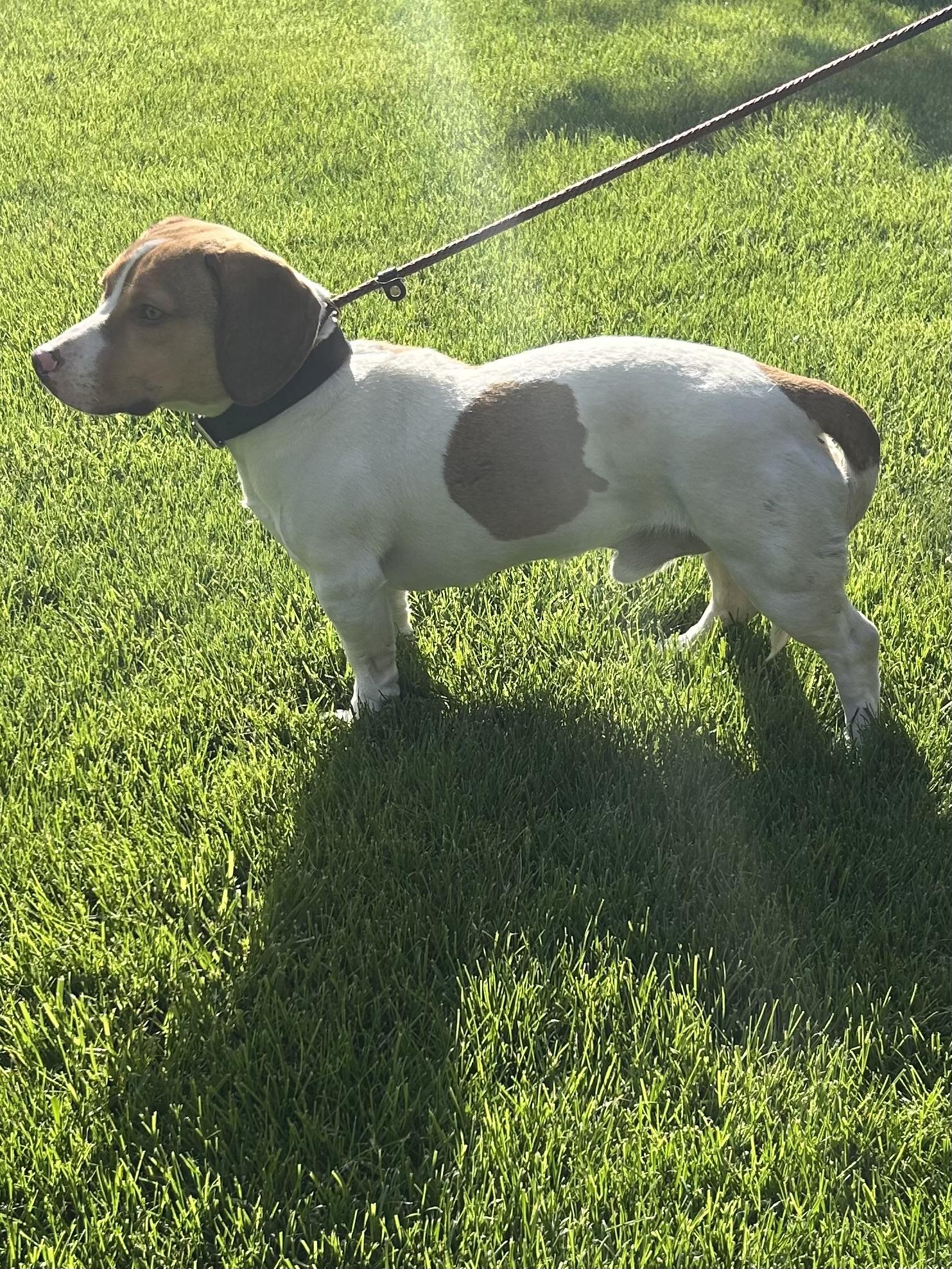 Enlarge ROSCOE (ohiosdrescue@gmail.com), a ADOPTABLE mixed breed in Rossford, OH image 2/4