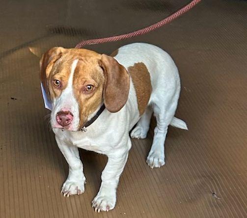 Enlarge ROSCOE (ohiosdrescue@gmail.com), a ADOPTABLE mixed breed in Rossford, OH image 3/4