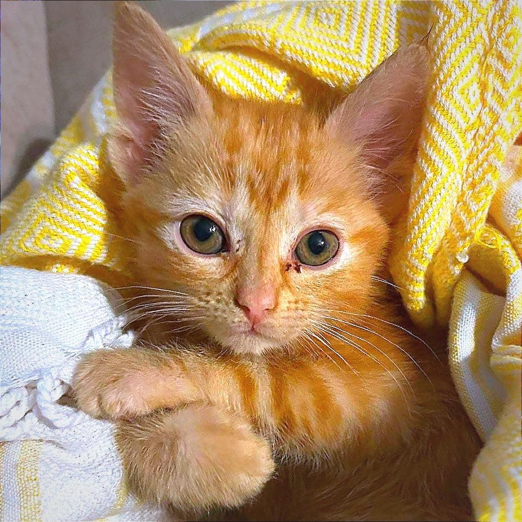 Enlarge Ember, a Adoptable Domestic Long Hair in Hannibal, MO image 1/3