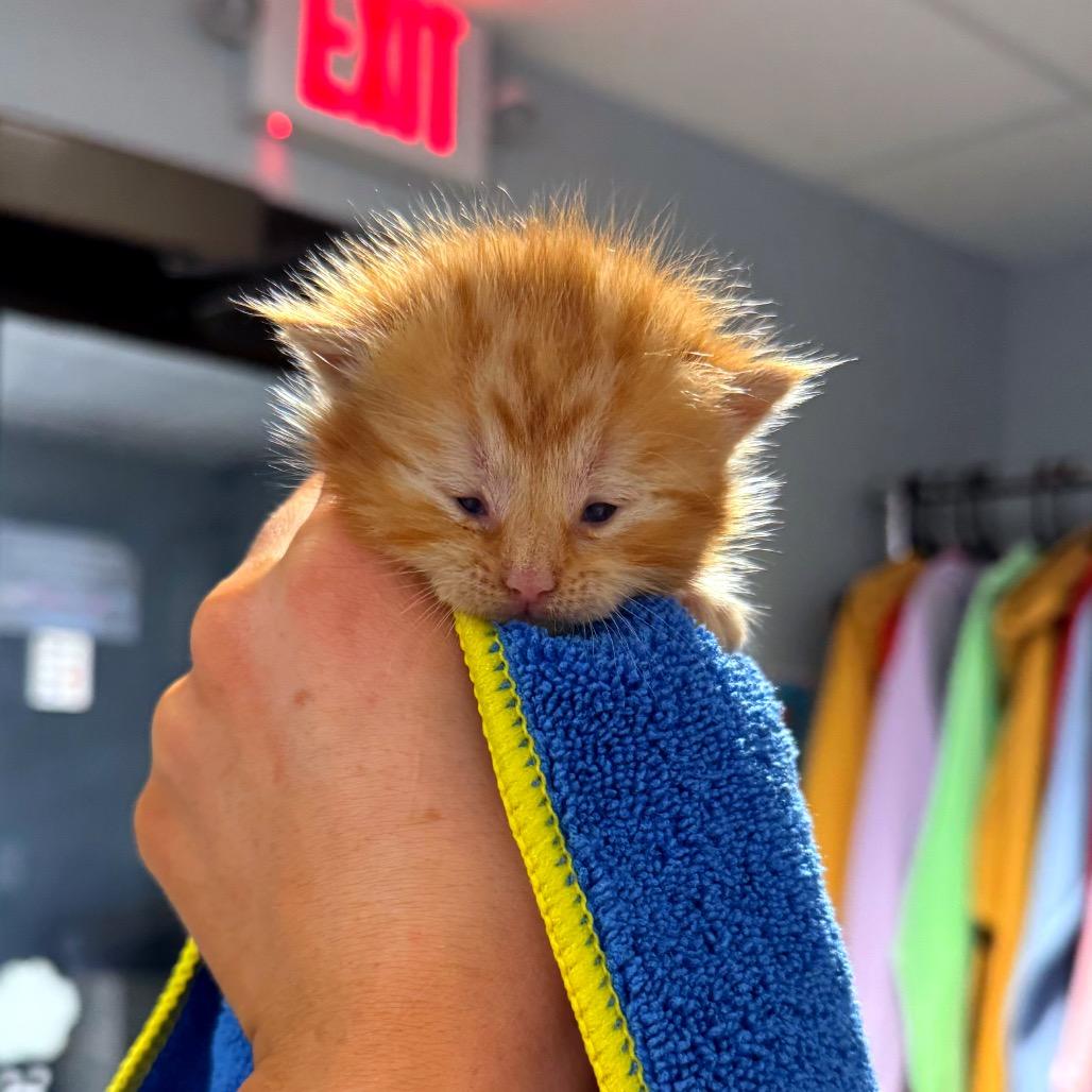 Enlarge Ember, a Adoptable Domestic Long Hair in Hannibal, MO image 2/3