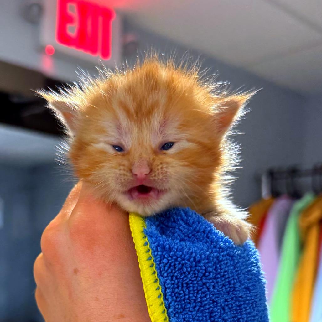 Enlarge Ember, a Adoptable Domestic Long Hair in Hannibal, MO image 3/3