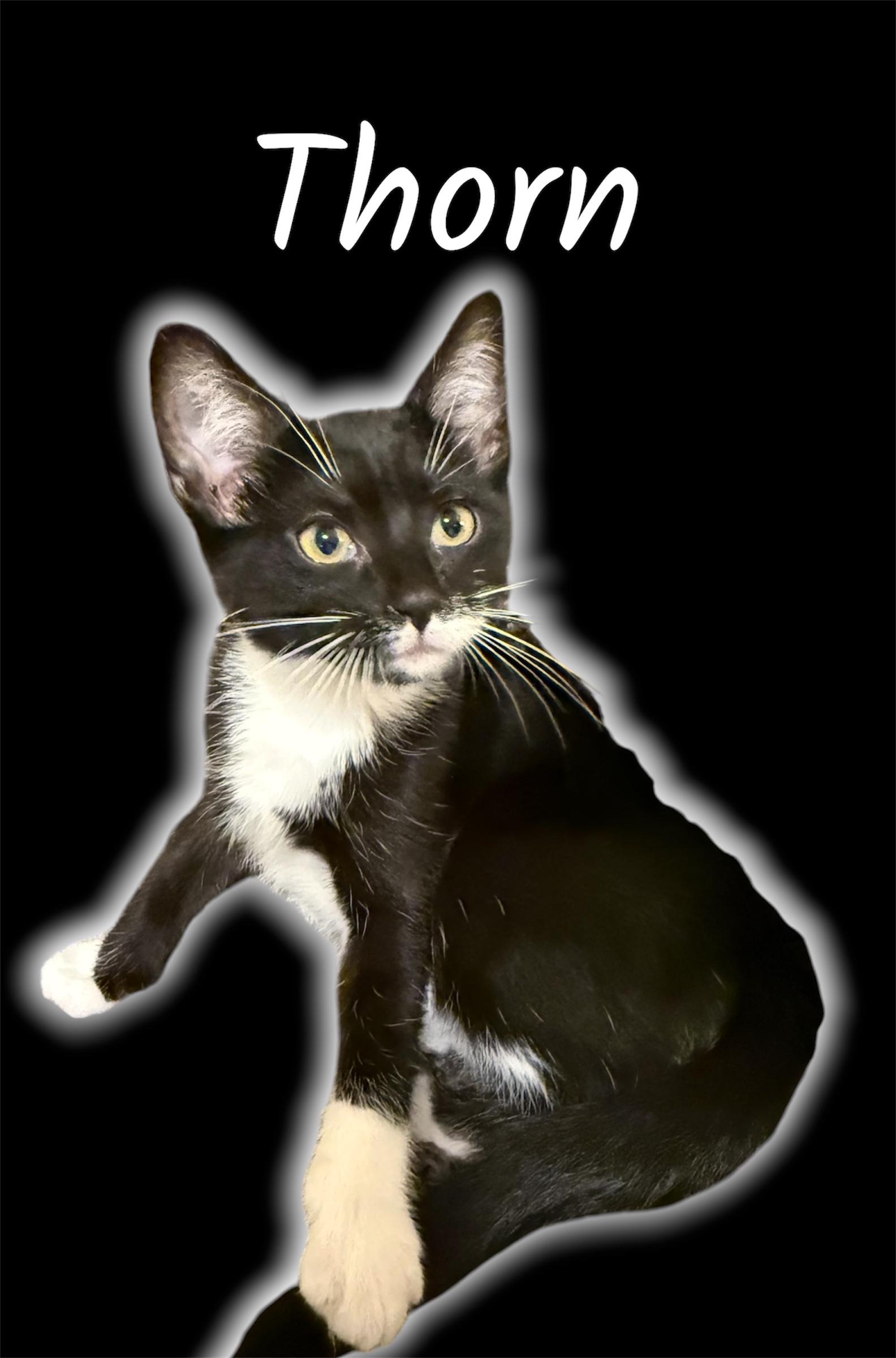 Thorn , adopted, Kitten Male Domestic Short Hair.