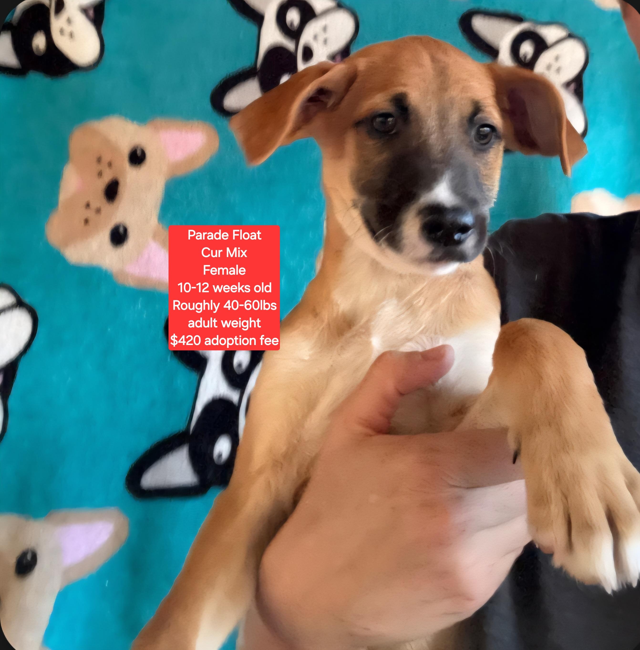 Enlarge Parade Float, a Adoptable mixed breed in Oviedo, FL image 1/1