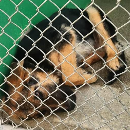 Enlarge Archer, a Adoptable Shepherd in Redding, CA image 1/2