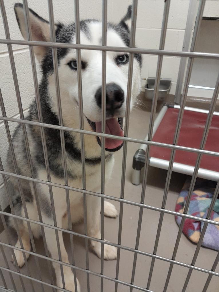 Enlarge Mika  *Sponsored Adoption, a Adoptable Husky in Christiansburg, VA image 1/3