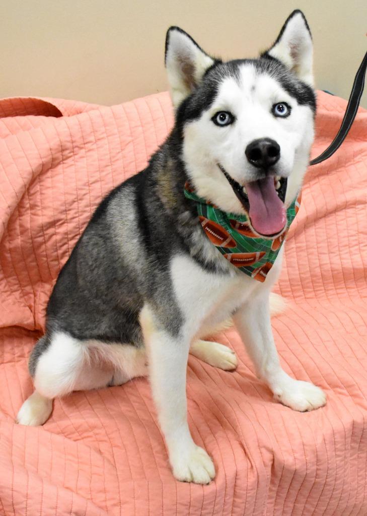 Enlarge Mika  *Sponsored Adoption, a Adoptable Husky in Christiansburg, VA image 2/3
