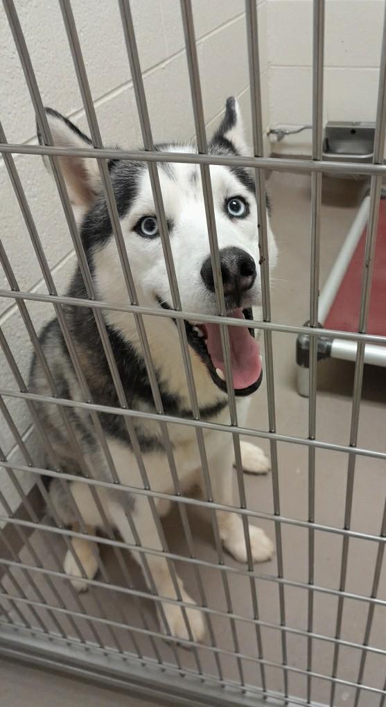 Enlarge Mika  *Sponsored Adoption, a Adoptable Husky in Christiansburg, VA image 3/3