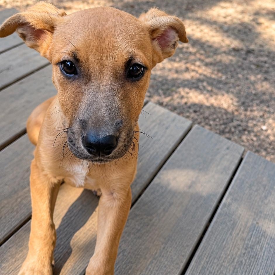 Cody, Adoptable, Young Male Mixed Breed.