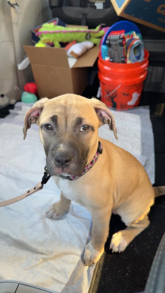 Reel, Adoptable, Puppy Female Mixed Breed.