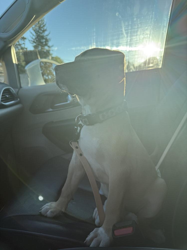 Enlarge Reel, a Adoptable mixed breed in Lincoln Park, MI image 2/4