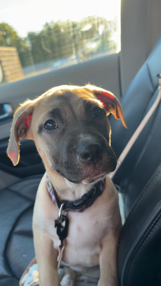 Enlarge Reel, a Adoptable mixed breed in Lincoln Park, MI image 3/4