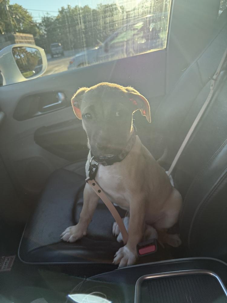 Enlarge Reel, a Adoptable mixed breed in Lincoln Park, MI image 4/4