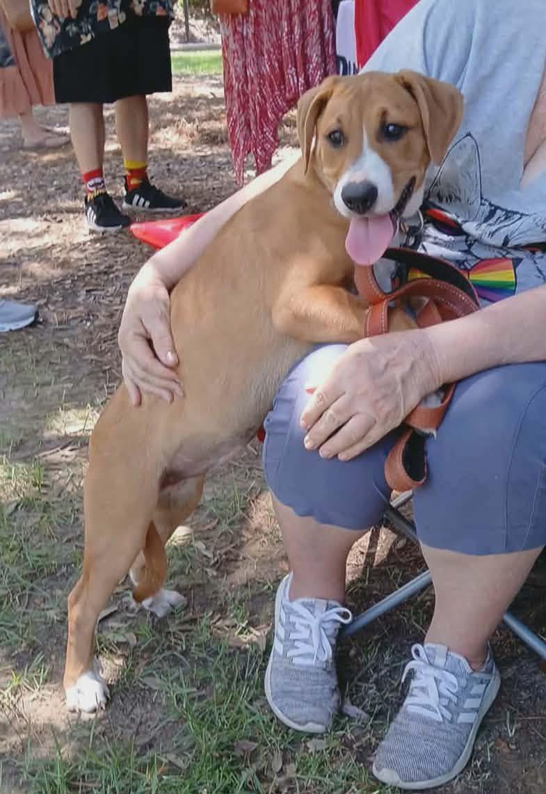 Mia, ADOPTABLE, Young Female Hound.