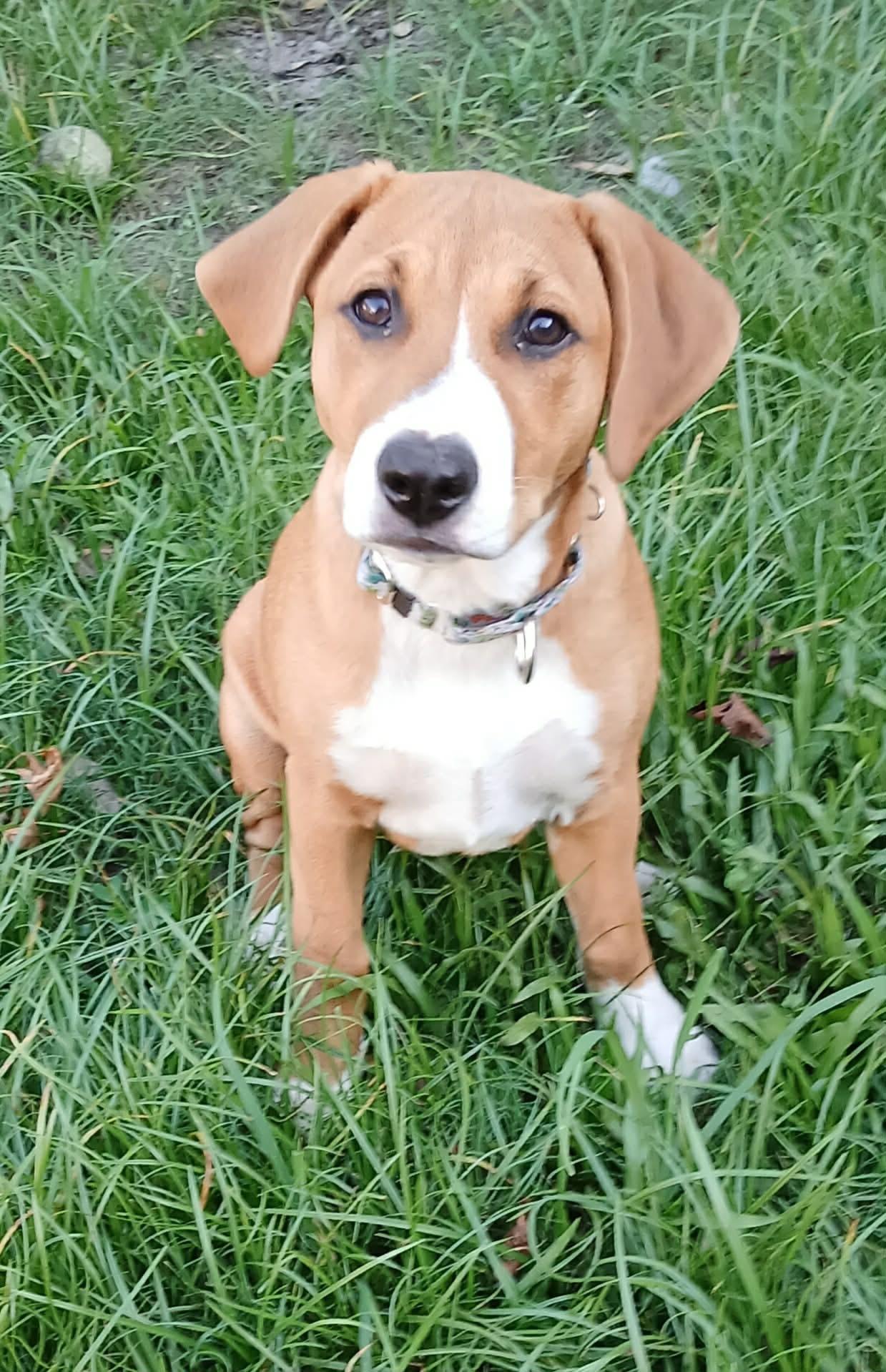 Mia, ADOPTABLE, Young Female Hound & Labrador Retriever.
