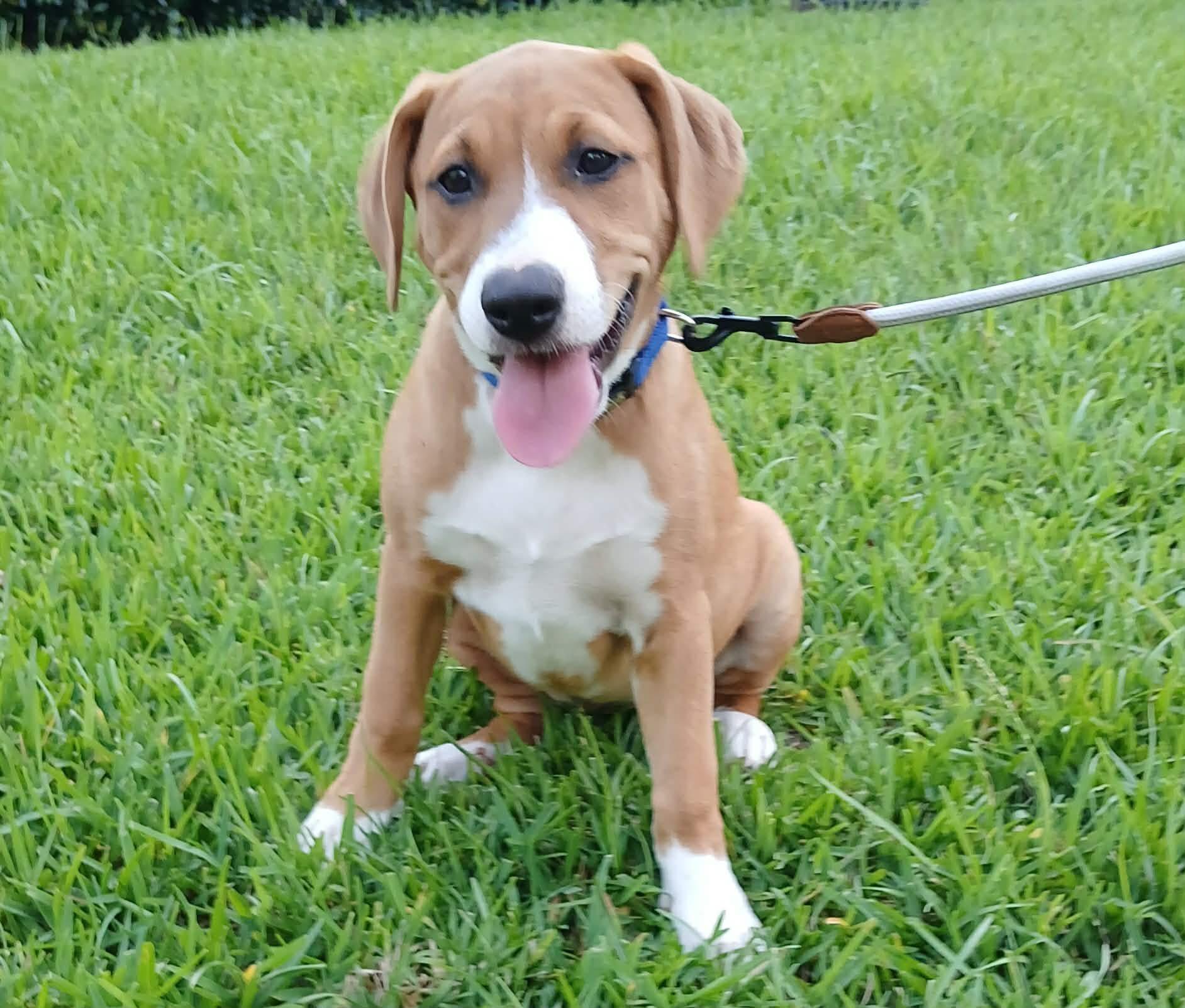 Mia, a ADOPTABLE mixed breed in Unionville, CT image 2/6