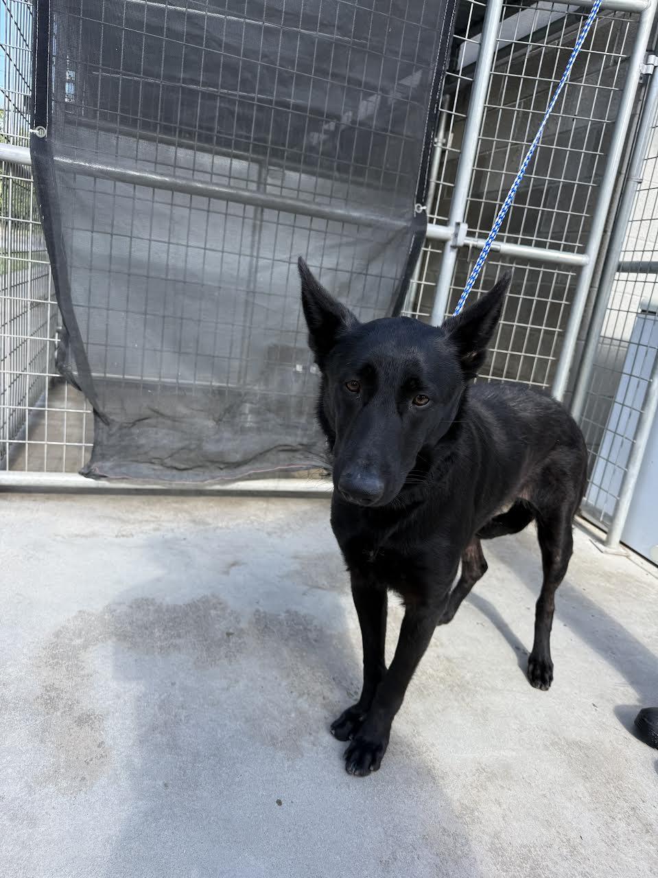 Raven, ADOPTABLE, Adult Female German Shepherd Dog.