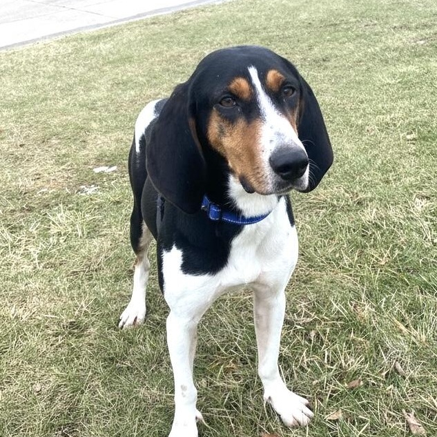 Enlarge Bugle Ask to Meet!, an adoptable mixed breed in Elyria, OH image 1/5