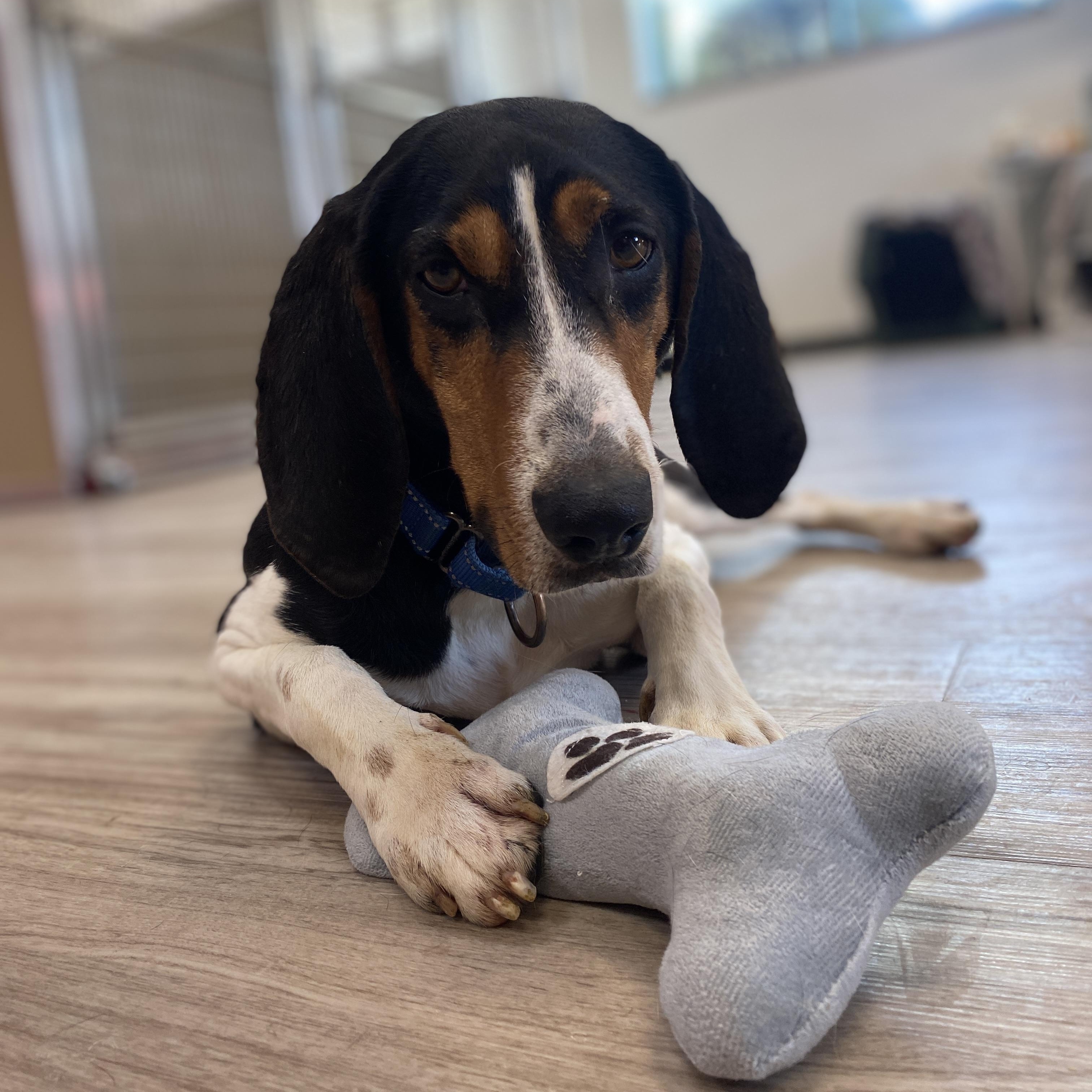 Enlarge Bugle , an adopted mixed breed in Elyria, OH image 5/6