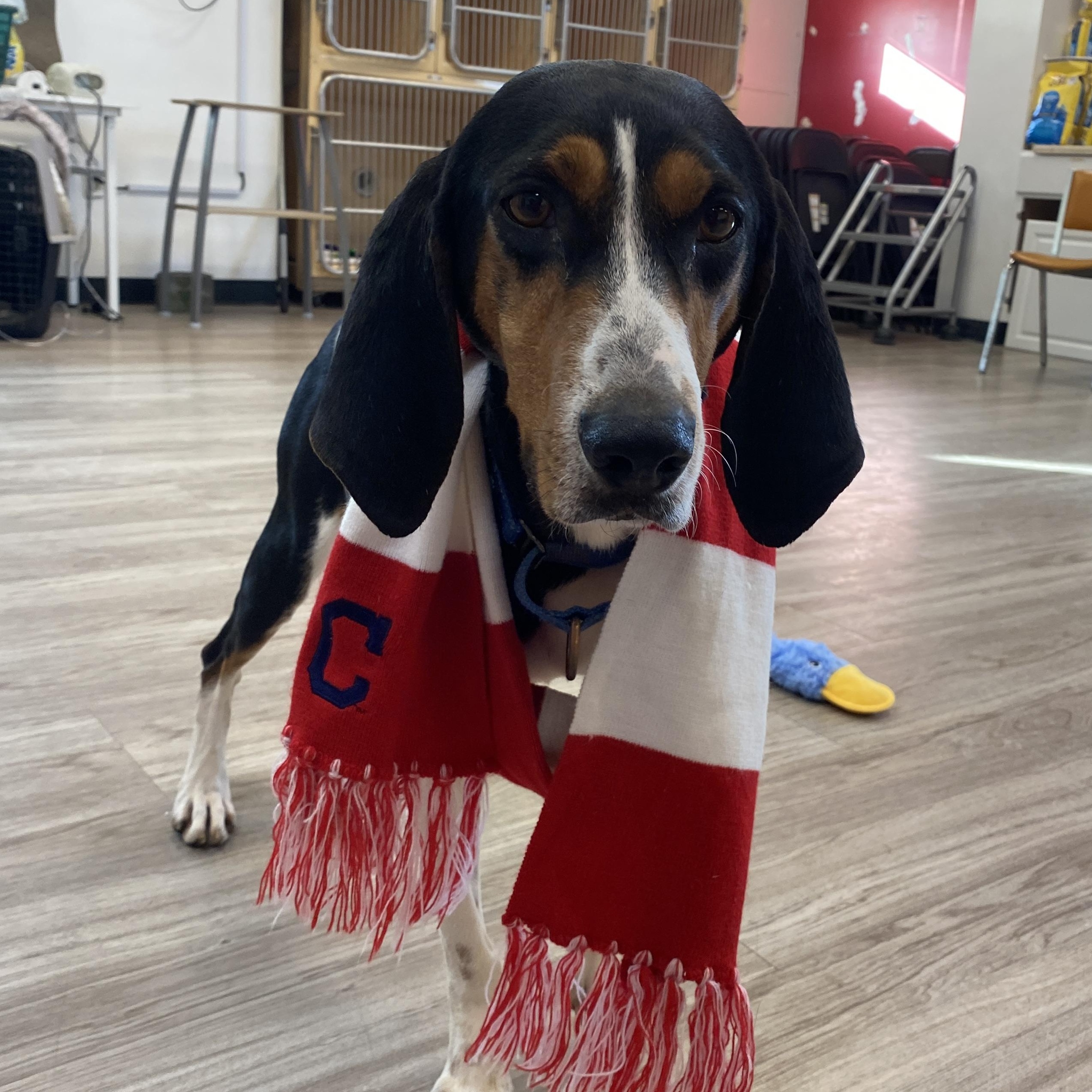 Enlarge Bugle , an adopted mixed breed in Elyria, OH image 4/6