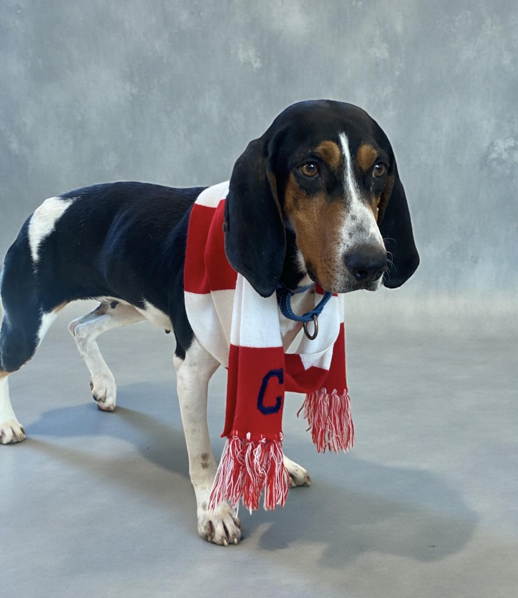 Enlarge Bugle , an adopted mixed breed in Elyria, OH image 6/6