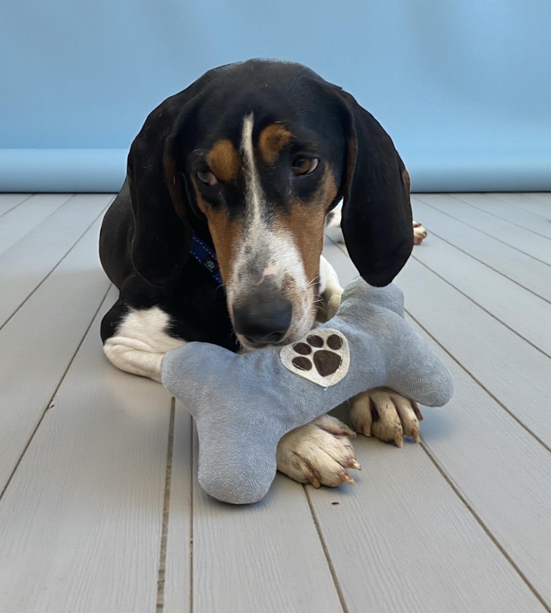 Enlarge Bugle , an adopted mixed breed in Elyria, OH image 1/6