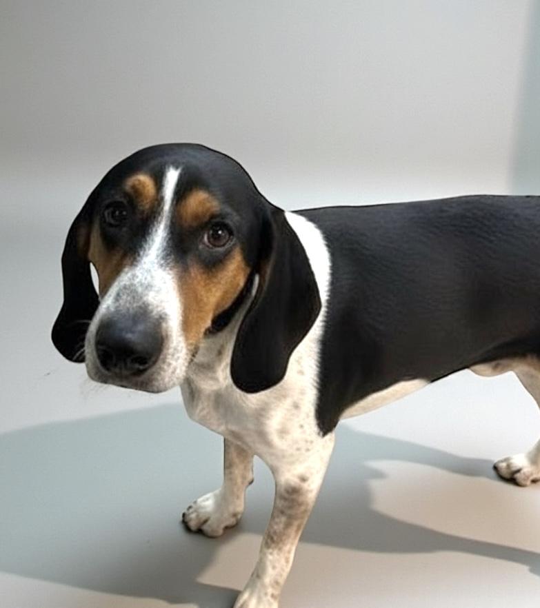 Enlarge Bugle Ask to Meet!, an adoptable mixed breed in Elyria, OH image 2/5