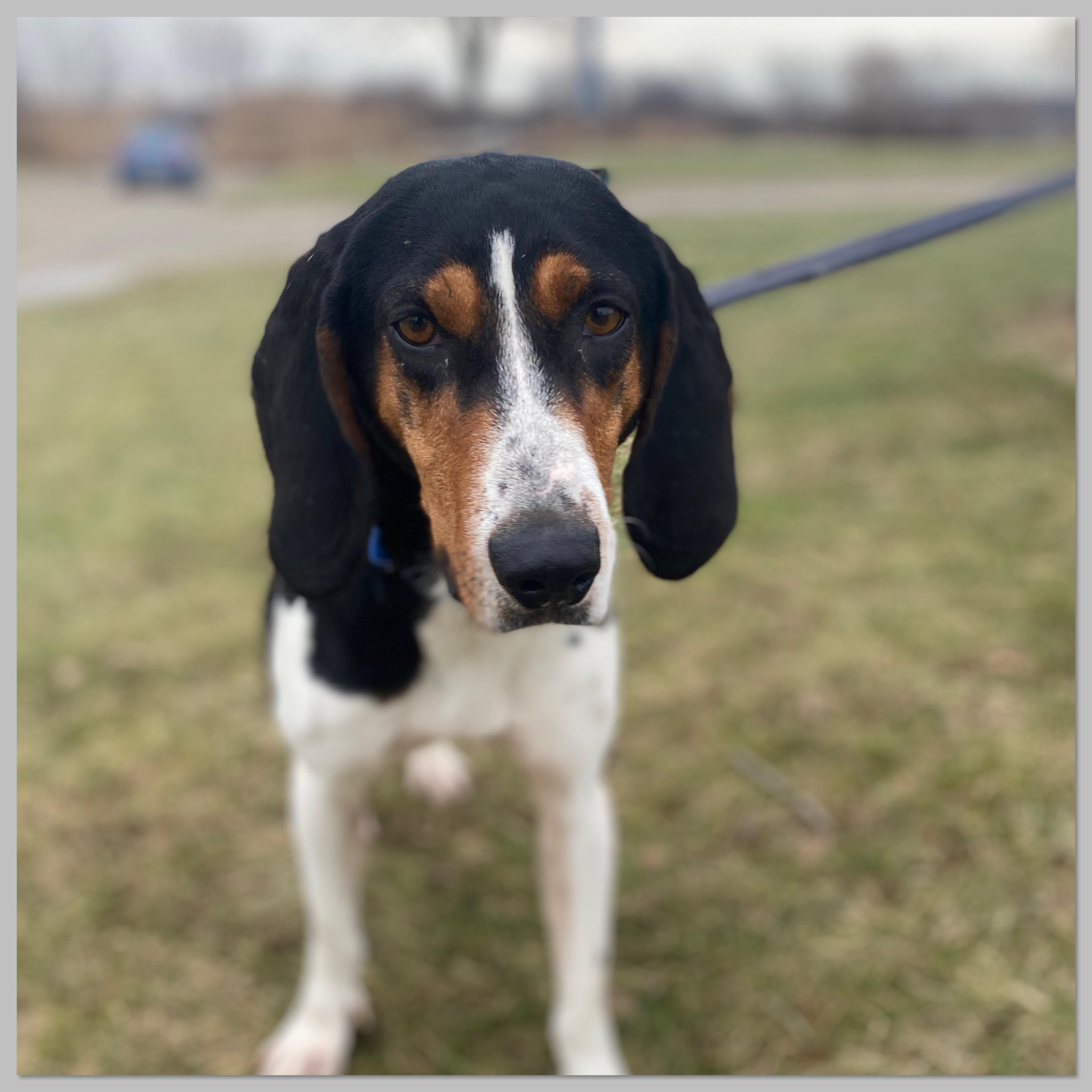 Enlarge Bugle Ask to Meet!, an adoptable mixed breed in Elyria, OH image 4/5