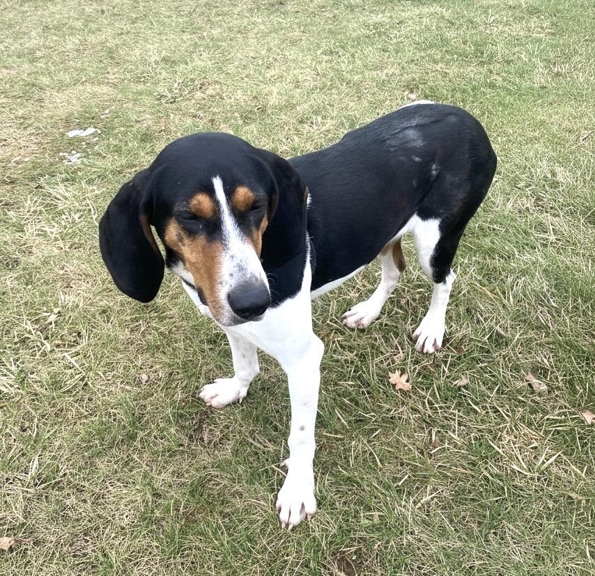 Enlarge Bugle Ask to Meet!, an adoptable mixed breed in Elyria, OH image 5/5