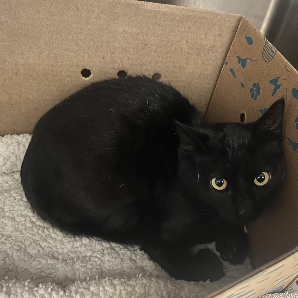 Poe, Adoptable, Young Male Domestic Short Hair.