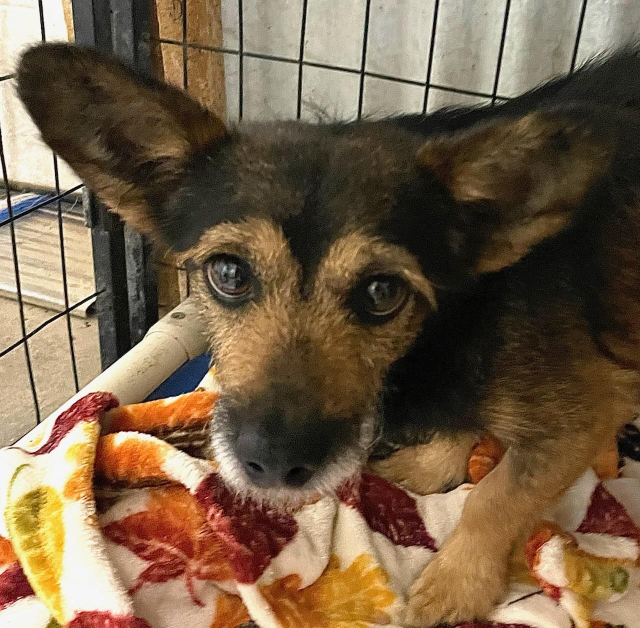 Enlarge Topher, a Adoptable mixed breed in Polson, MT image 1/1