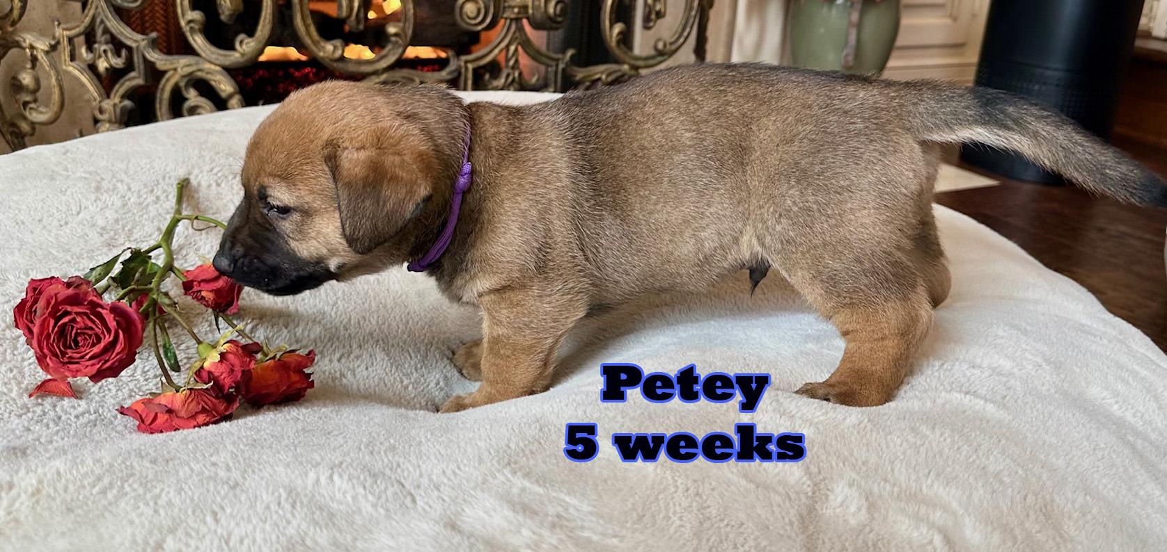 Petey, a ADOPTABLE mixed breed in Carrollton, TX image 6/6