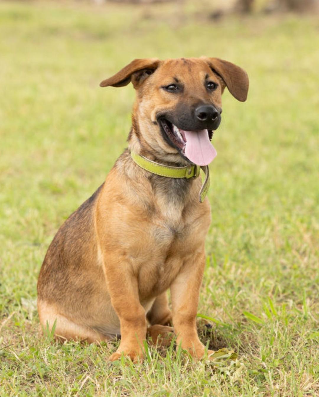 Petey, a ADOPTABLE mixed breed in Carrollton, TX image 2/6
