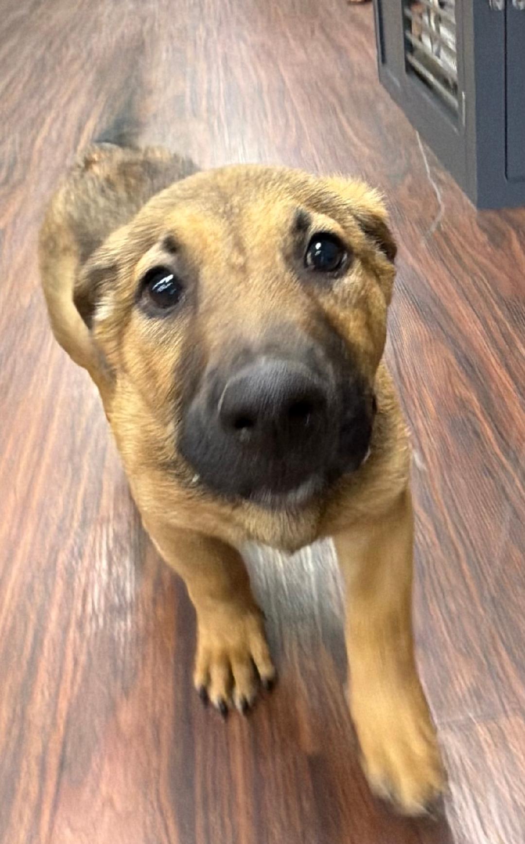 Petey, a ADOPTABLE mixed breed in Carrollton, TX image 4/6