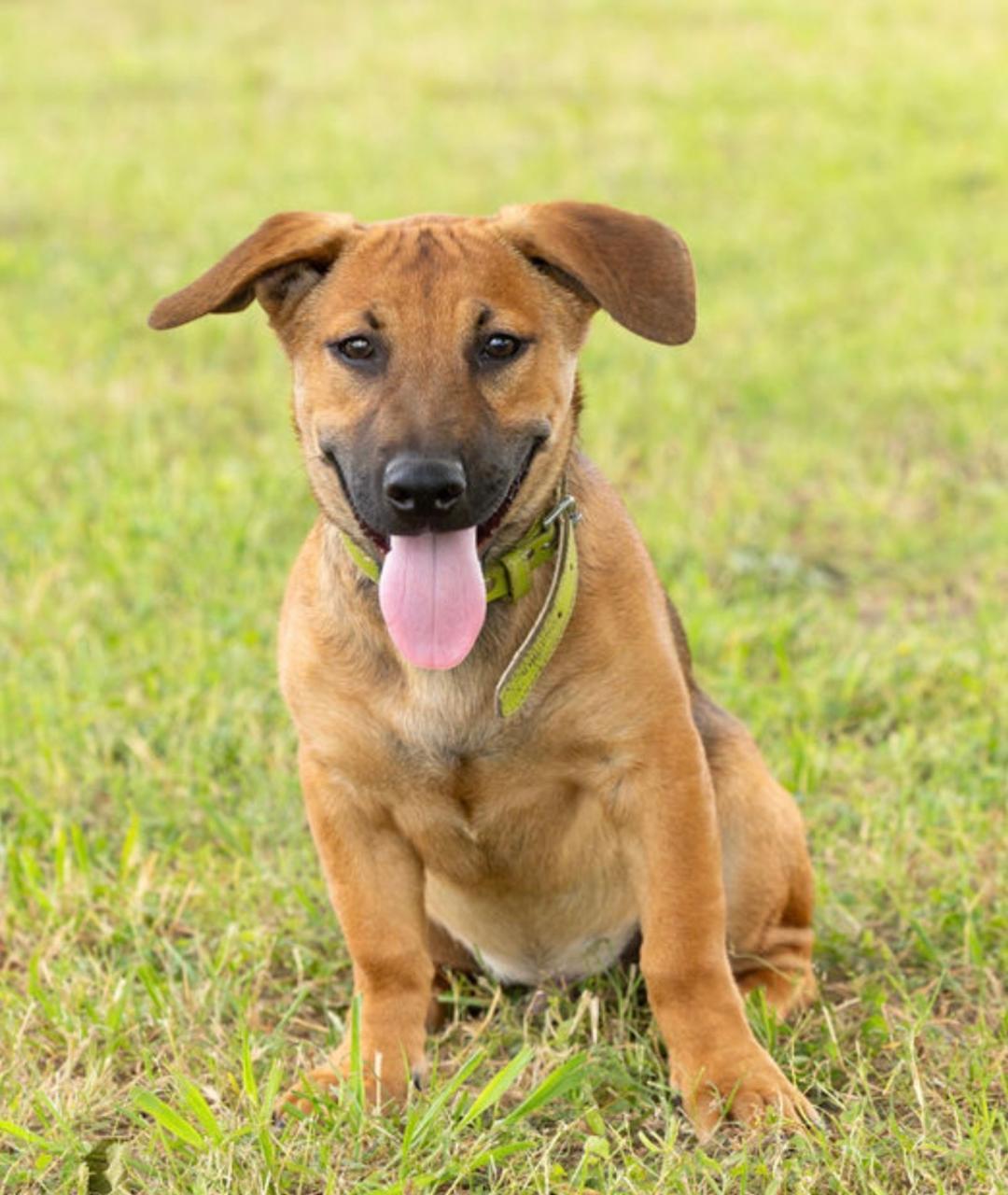 Petey, a ADOPTABLE mixed breed in Carrollton, TX image 1/6