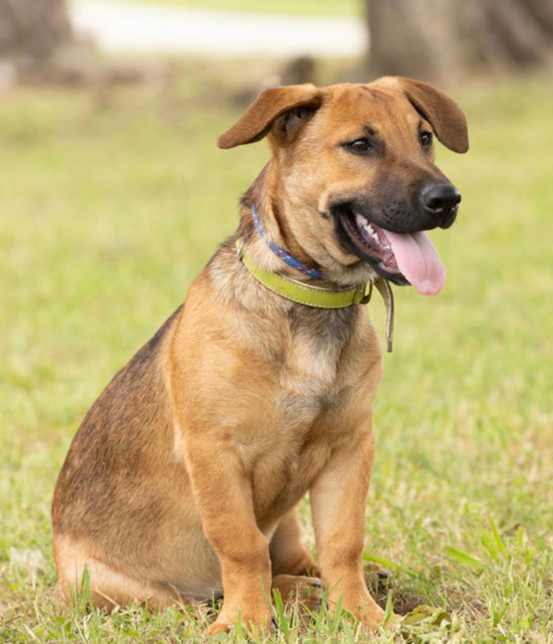 Petey, a ADOPTABLE mixed breed in Carrollton, TX image 3/6