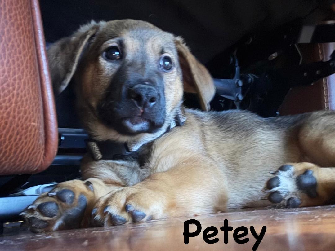Petey, a ADOPTABLE mixed breed in Carrollton, TX image 5/6