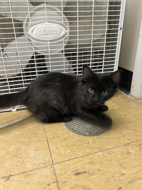 Enlarge Cabbage, a Adopted Domestic Short Hair in Old Saybrook, CT image 1/1