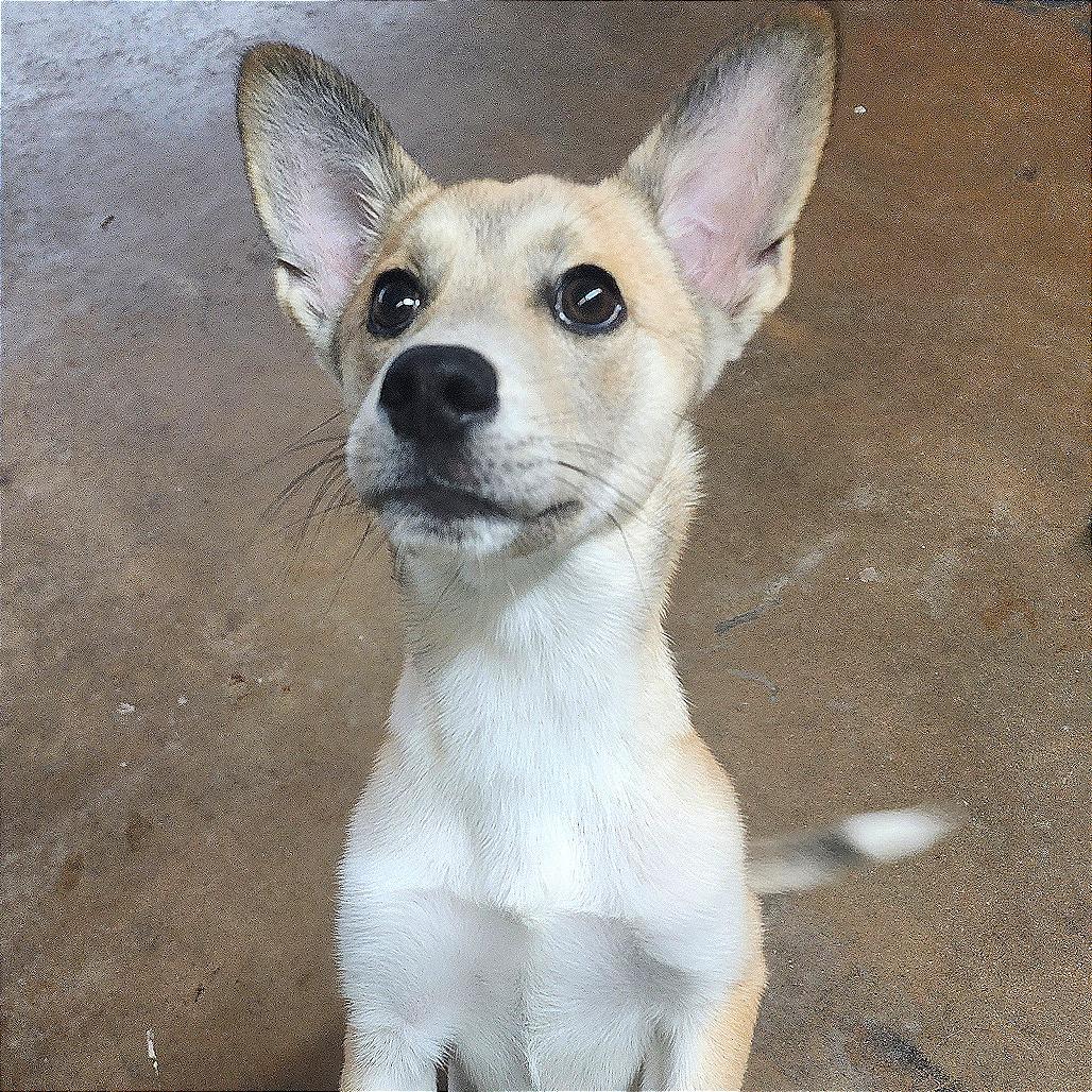 Abby, Adoptable, Puppy Female Shepherd & Mixed Breed.