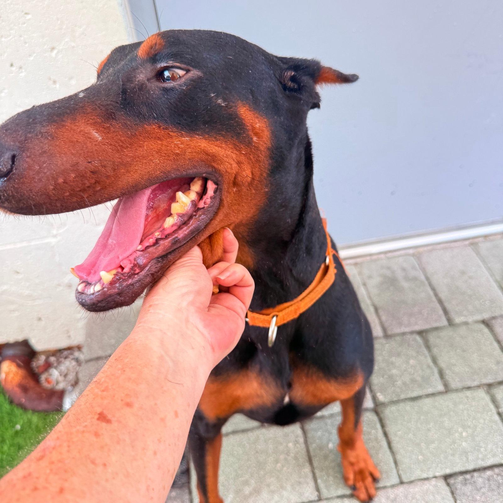 Enlarge Bruiser 3595, a Adoptable Doberman Pinscher in Oakland Park, FL image 1/3
