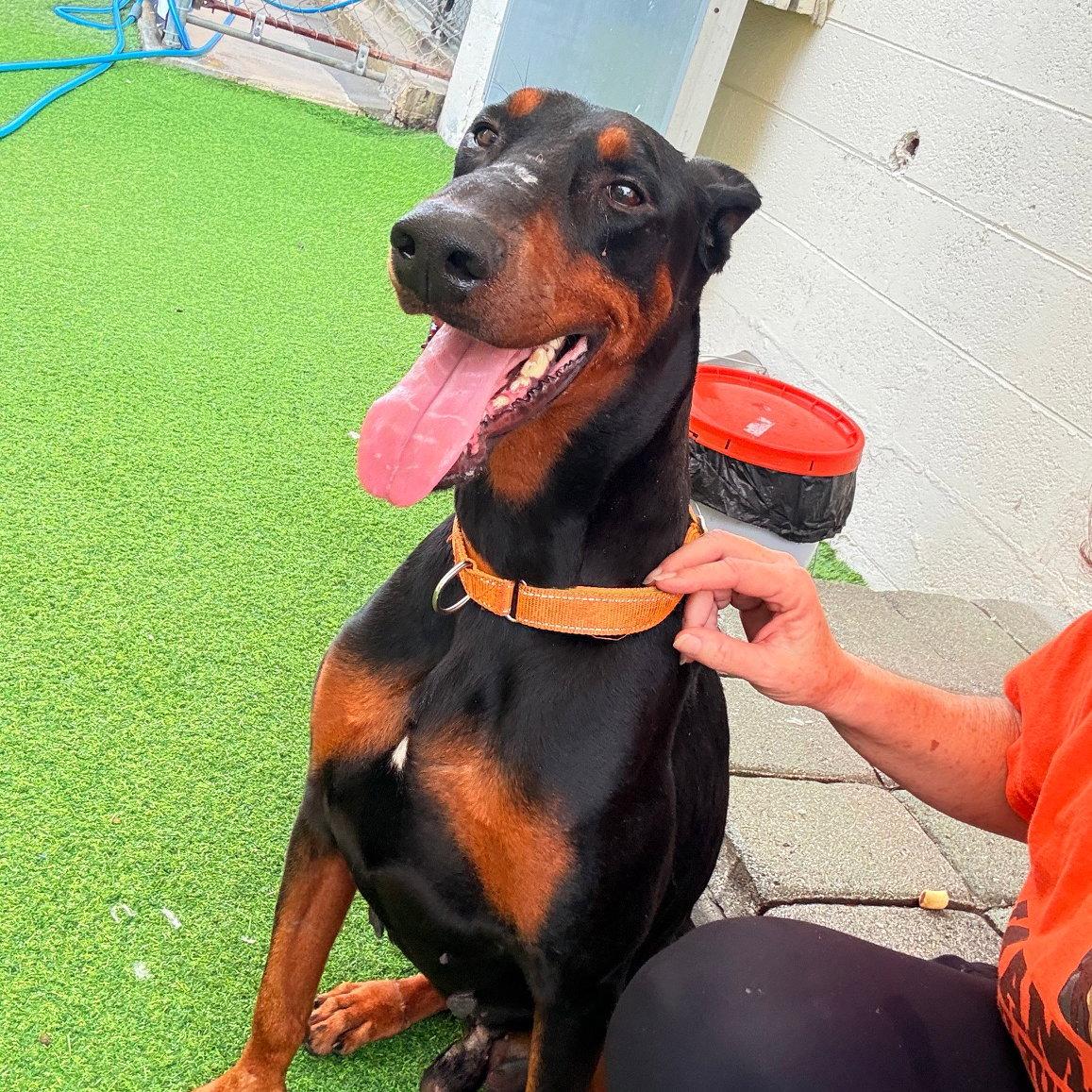 Enlarge Bruiser 3595, a Adoptable Doberman Pinscher in Oakland Park, FL image 2/3