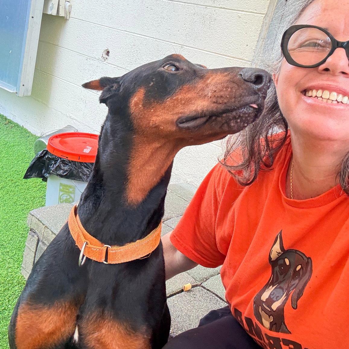 Enlarge Bruiser 3595, a Adoptable Doberman Pinscher in Oakland Park, FL image 3/3