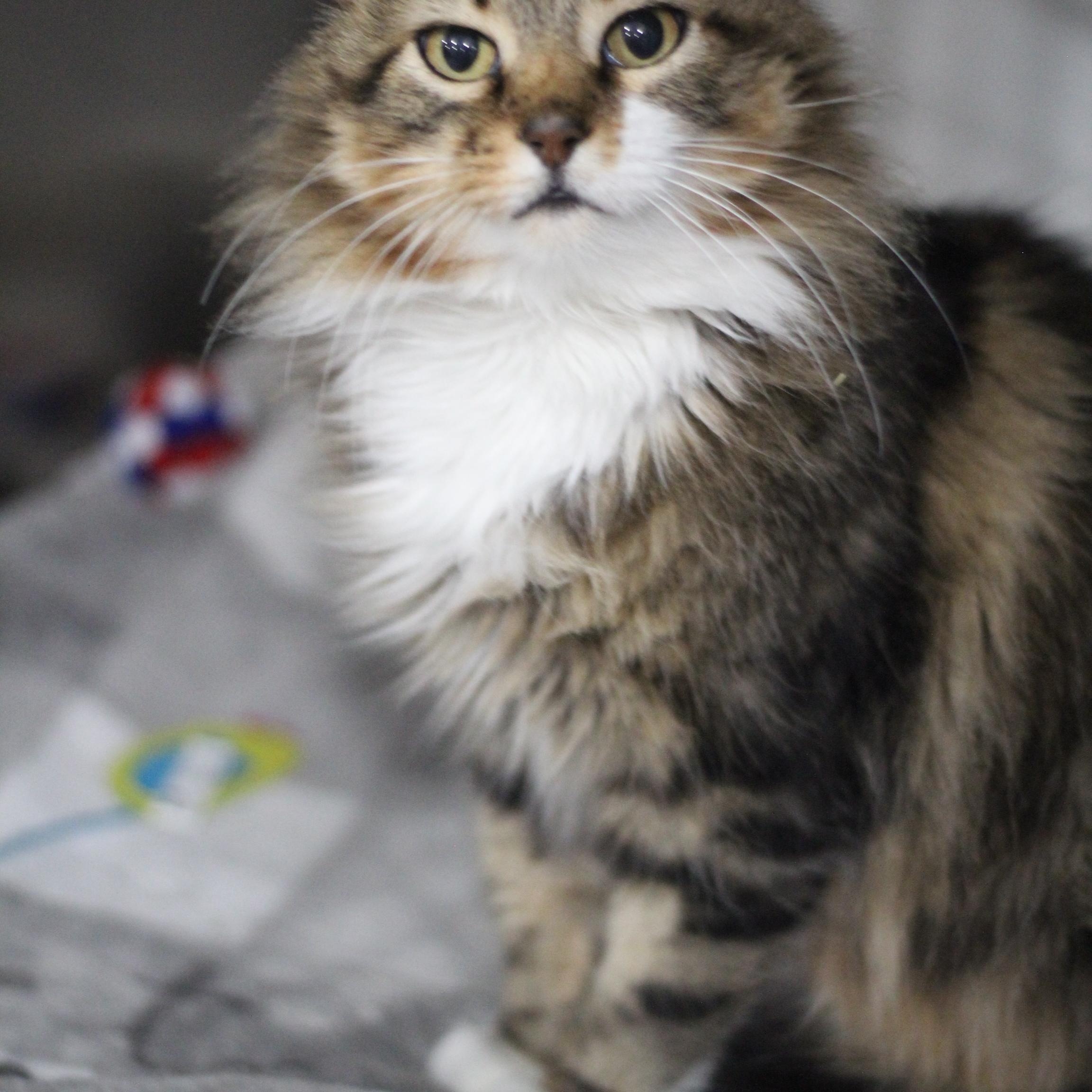Duchess, adopted, Adult Female Domestic Long Hair.